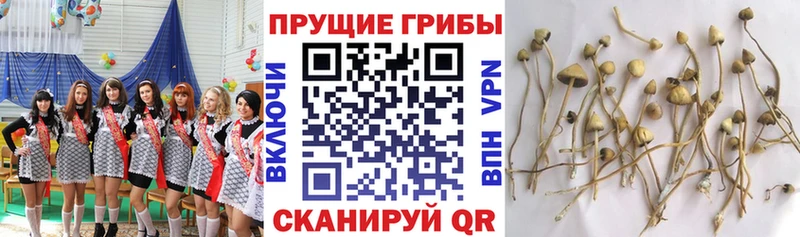 Псилоцибиновые грибы мицелий  Сорочинск 
